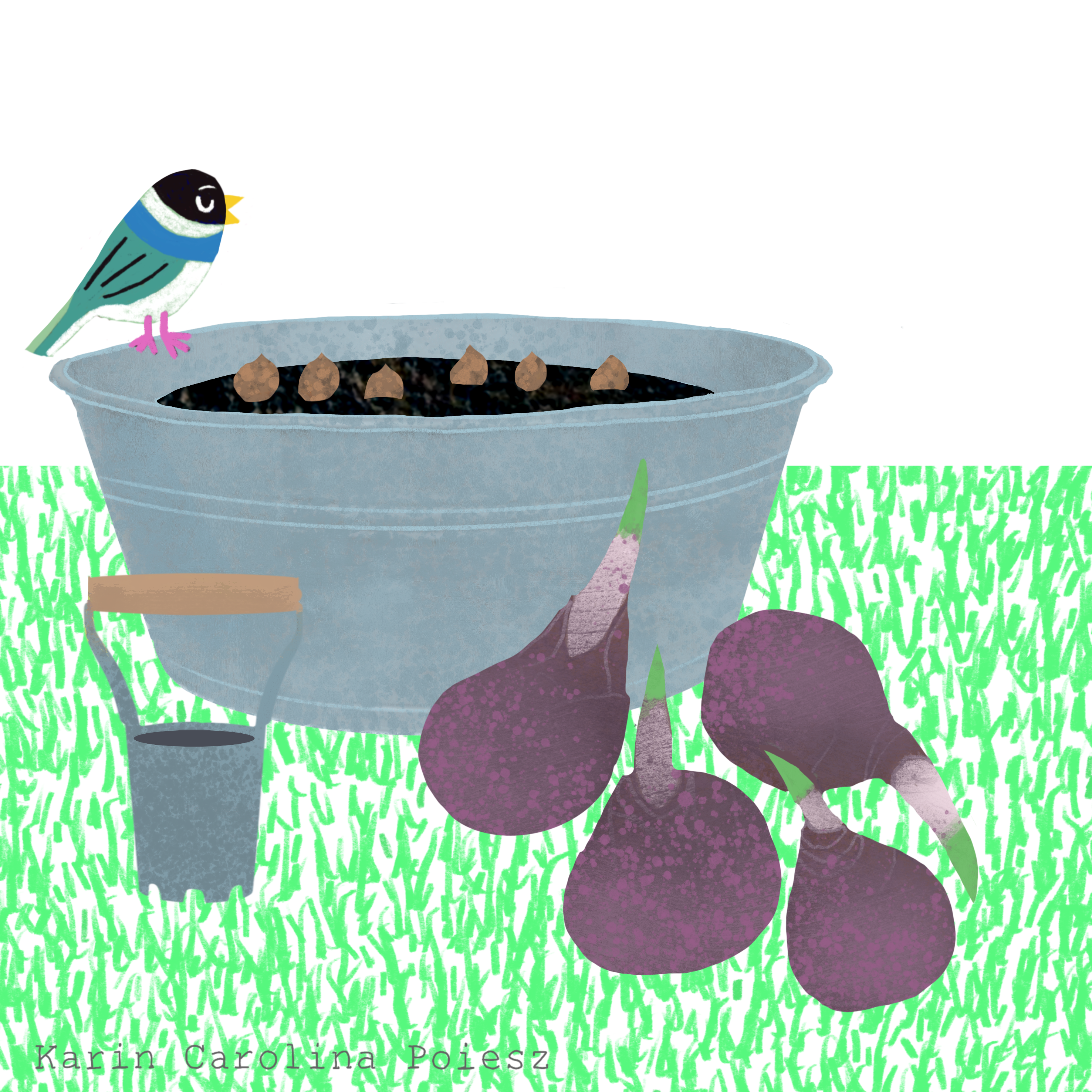 Illustration of a small bird near a zinc tub with flower bulbs, created by Karin Carolina Poiesz.